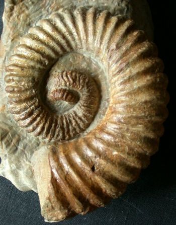 Ammonites et aliae spirae II - Heteroceras mascarellii
