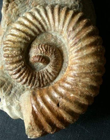 Ammonites et aliae spirae II - Heteroceras sp.
