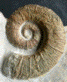 Crioceratites majoricensis