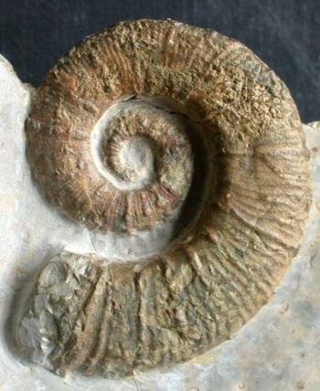 Ammonites et aliae spirae II - Crioceratites majoricensis