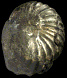 Haplophylloceras strigile