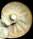 Eopachydiscus marcianus