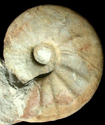 Ammonites et aliae spirae II - Eopachydiscus marcianus