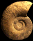 Lytoceras salebrosum