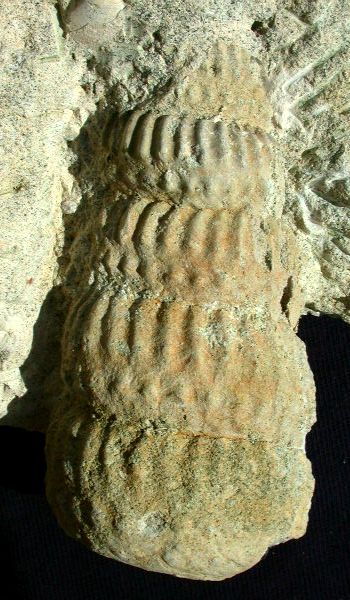 Ammonites et aliae spirae II - Turrilites costatus