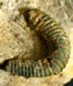 Hamites (Hamites) simplex