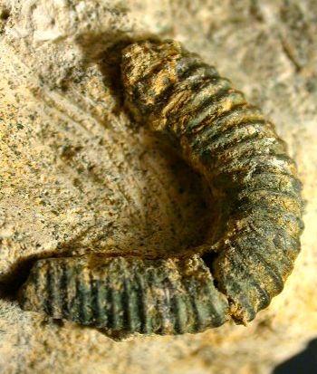 Ammonites et aliae spirae II - Hamites (Hamites) simplex