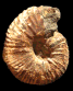 Eupachydiscus aff. cayeuxi