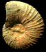 Nowakites pailleteanus