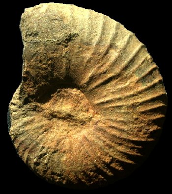 Ammonites et aliae spirae II - Nowakites pailleteanus
