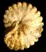 Nicklesia pulchella