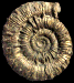 Porpoceras verticosum