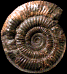 Dactylioceras (Dactylioceras) commune