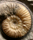 Denckmannia gr. malagma