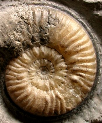 Ammonites et aliae spirae II - Denckmannia malagma