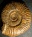 Denckmannia fabalis
