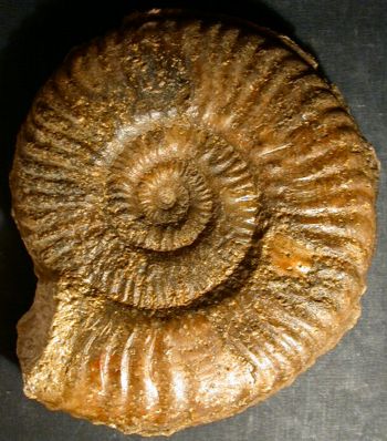 Ammonites et aliae spirae II - Denckmannia fabalis