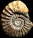 Paratexanites zeilleri