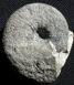 Pachydiscus (Pachydiscus) sp.