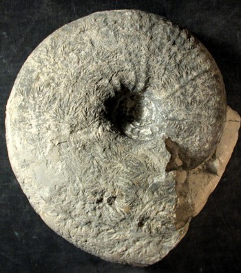 Ammonites et aliae spirae II - Pachydiscus (Pachydiscus) sp. 2