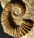 Ancylezeiceras sp.