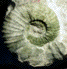 Pseudokossmaticeras tercense