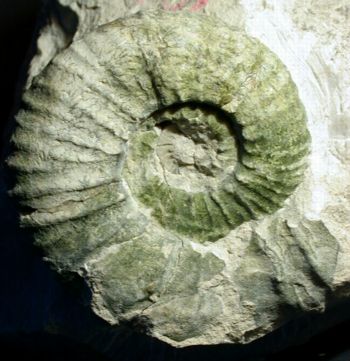 Ammonites et aliae spirae II - Pseudokossmaticeras tercense