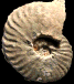 Pseudoschloenbachia (Pseudoschloenbachia) umbulazi