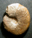 Parapuzosia (Parapuzosia) corbarica