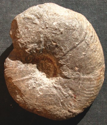 Ammonites et aliae spirae II - Parapuzosia (Parapuzosia) corbarica