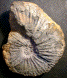 Hypacanthoplites sp.