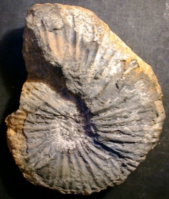 Ammonites et aliae spirae II - Hypacanthoplites sp.