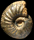 Tornquistes leckenbyi