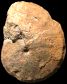 Metatissotia ewaldi