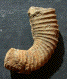 Glyptoxoceras souqueti