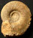 Parkinsonia (Durotrigensia) clapense