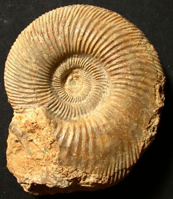 Ammonites et aliae spirae II - Parkinsonia (Durotrigensia) clapense