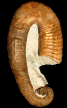 Heteroceras emericianum morphe imericum