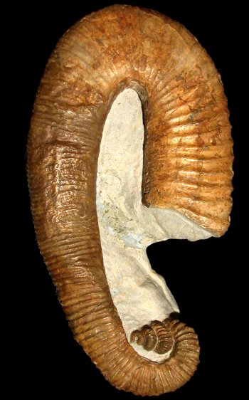 Ammonites et aliae spirae II - Heteroceras emericianum  morphe imericum