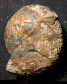 Iniskinites magniforme