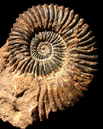Ammonites et aliae spirae II - Peltoceratoides williamsoni  morphe arduennensis