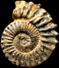 Peltoceratoides williamsoni morphe constantii (M)