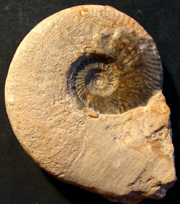 Ammonites et aliae spirae II - Ludwigia (Brasilia) bradfordensis