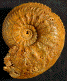 Cardioceras persecans (M)