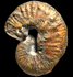 Scaphites kieslingswaldensis kieslingswaldensis (M)