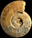 Esericeras fascigerum (M)
