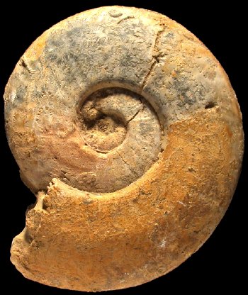Ammonites et aliae spirae II - Esericeras fascigerum