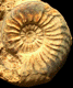 Pleydellia (Cotteswoldia) gr. paucicostata
