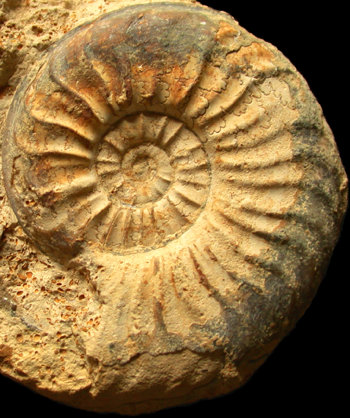 Ammonites et aliae spirae II - Pleydellia (Cotteswoldia) paucicostata