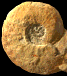 Peroniceras (Zuluiceras) cf. sp. nov.